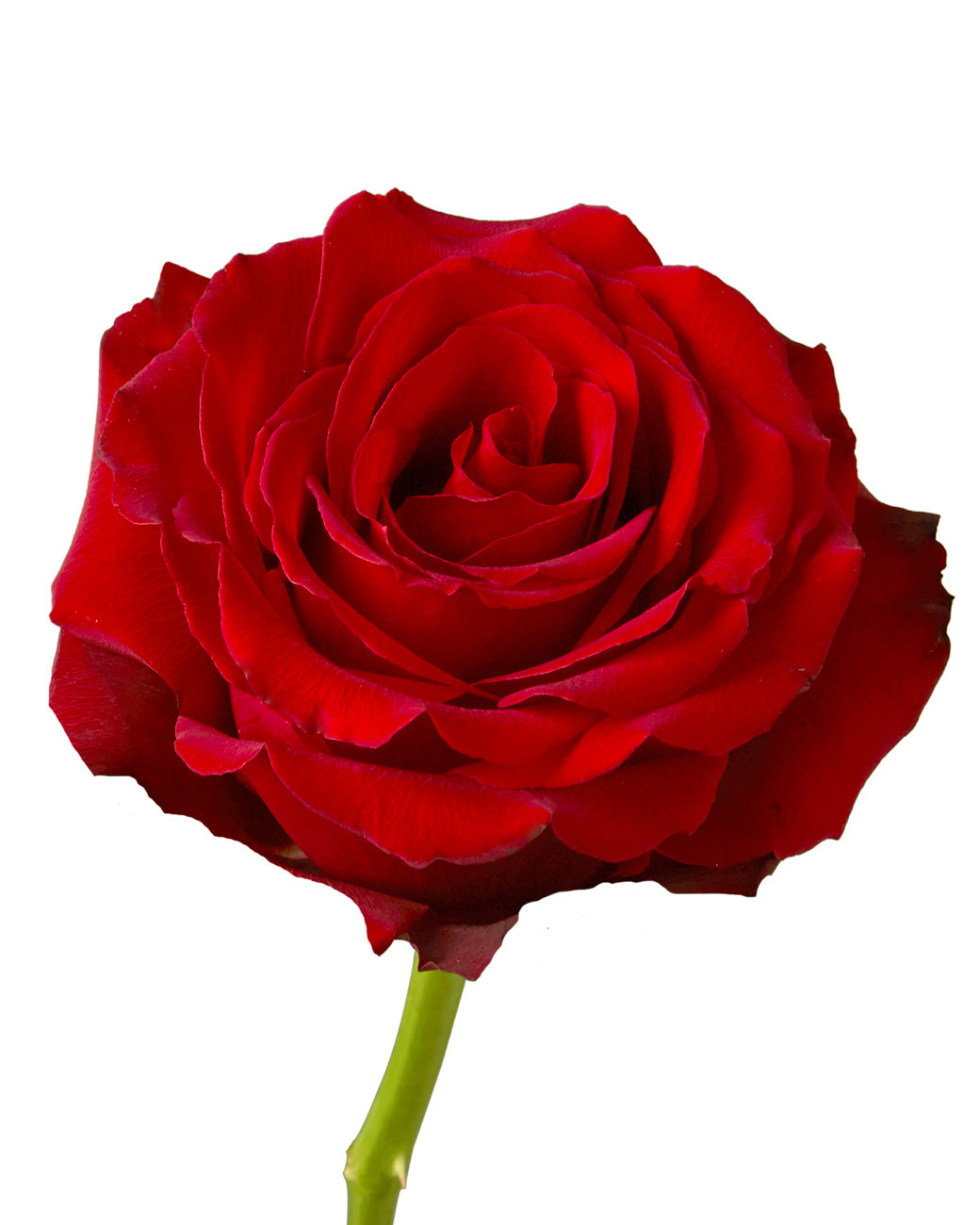 Sexy Red Rose