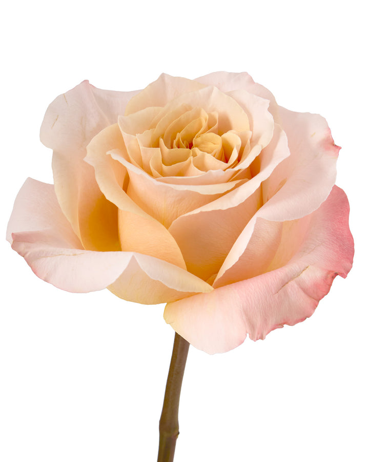 Shimmer Rose
