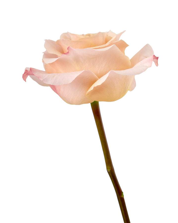 Shimmer Rose