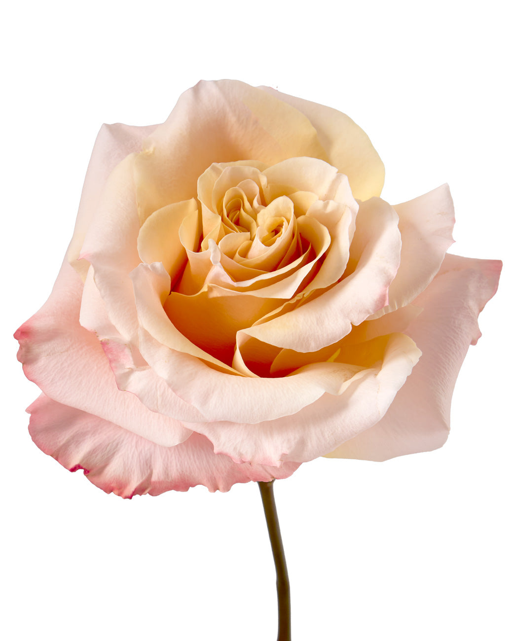 Shimmer - 50CM - $1.68 Each