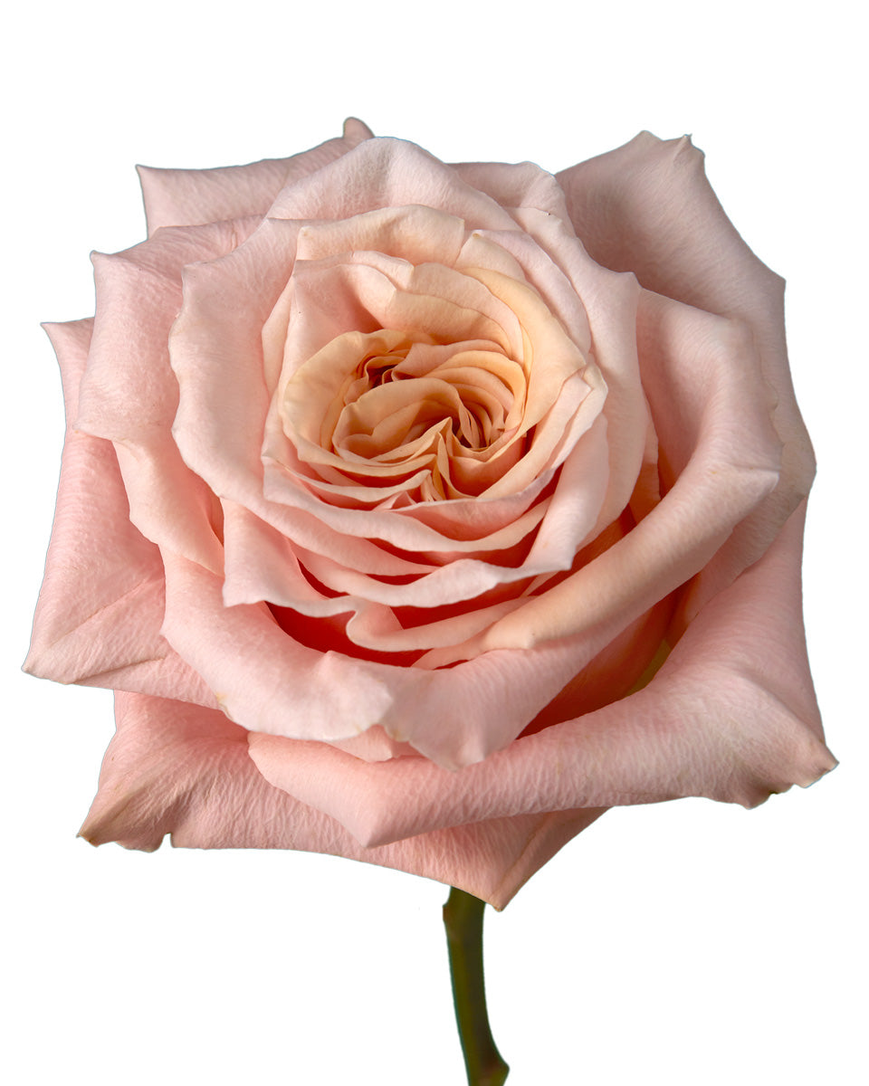 Shimmer Rose - Petaljet