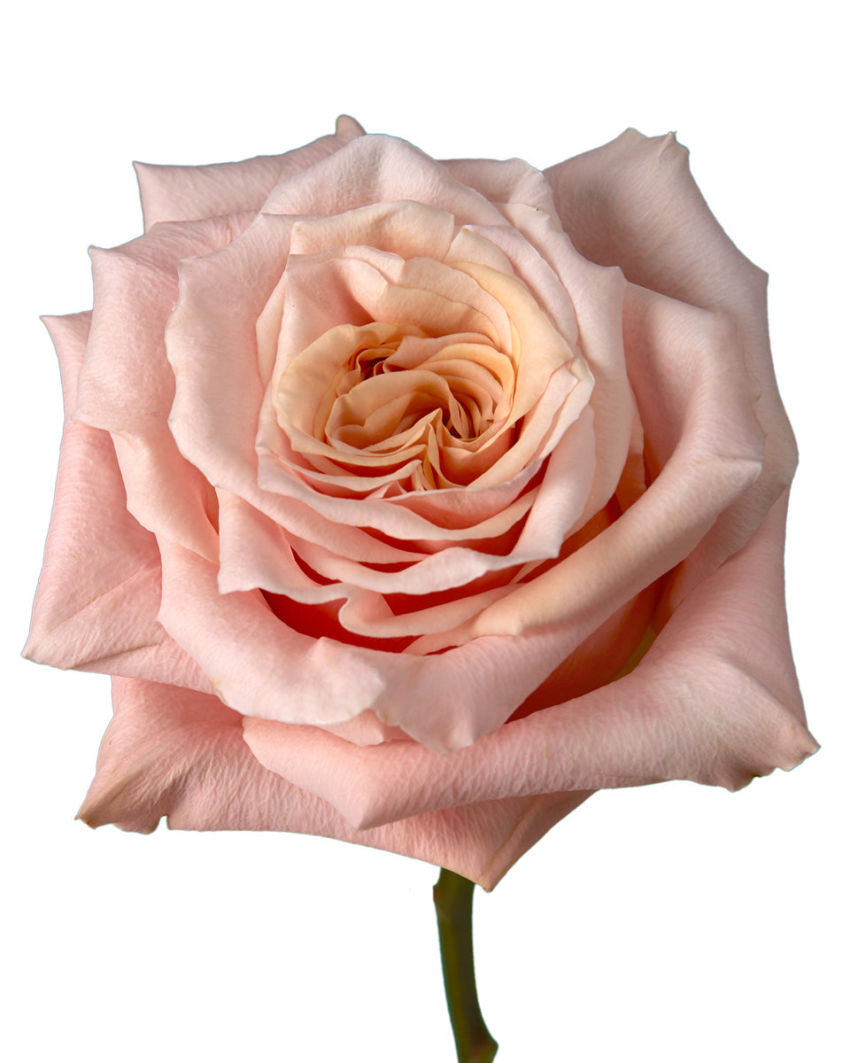 Buy Ecuador Roses Wholesale | Bulk Ecuador Roses In Petaljet Page 5