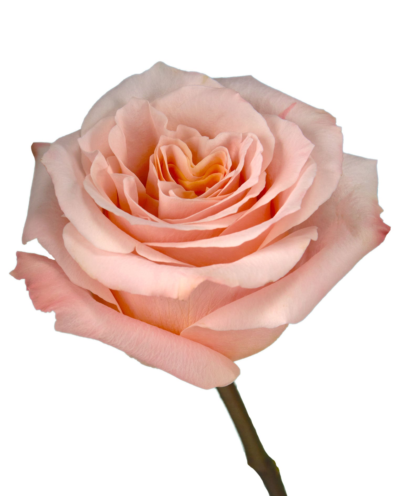 Shimmer Rose