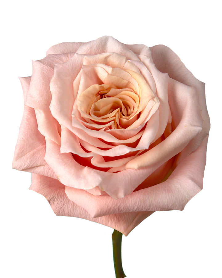 Shimmer Rose Valentine Day