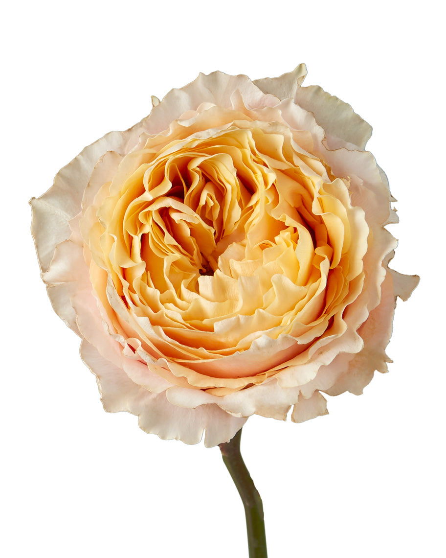 Shine On Garden Rose