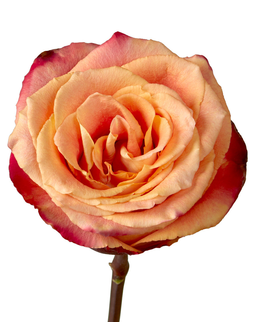 Silantoi Rose