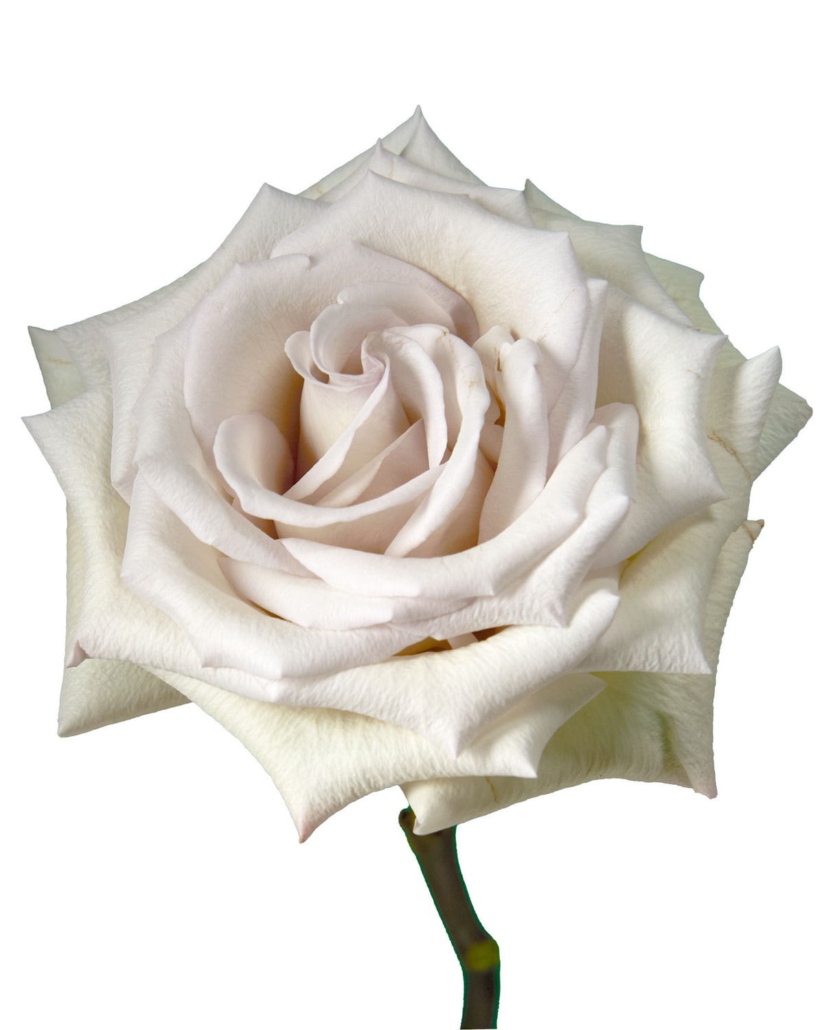 Silver Sand Rose Valentine Day