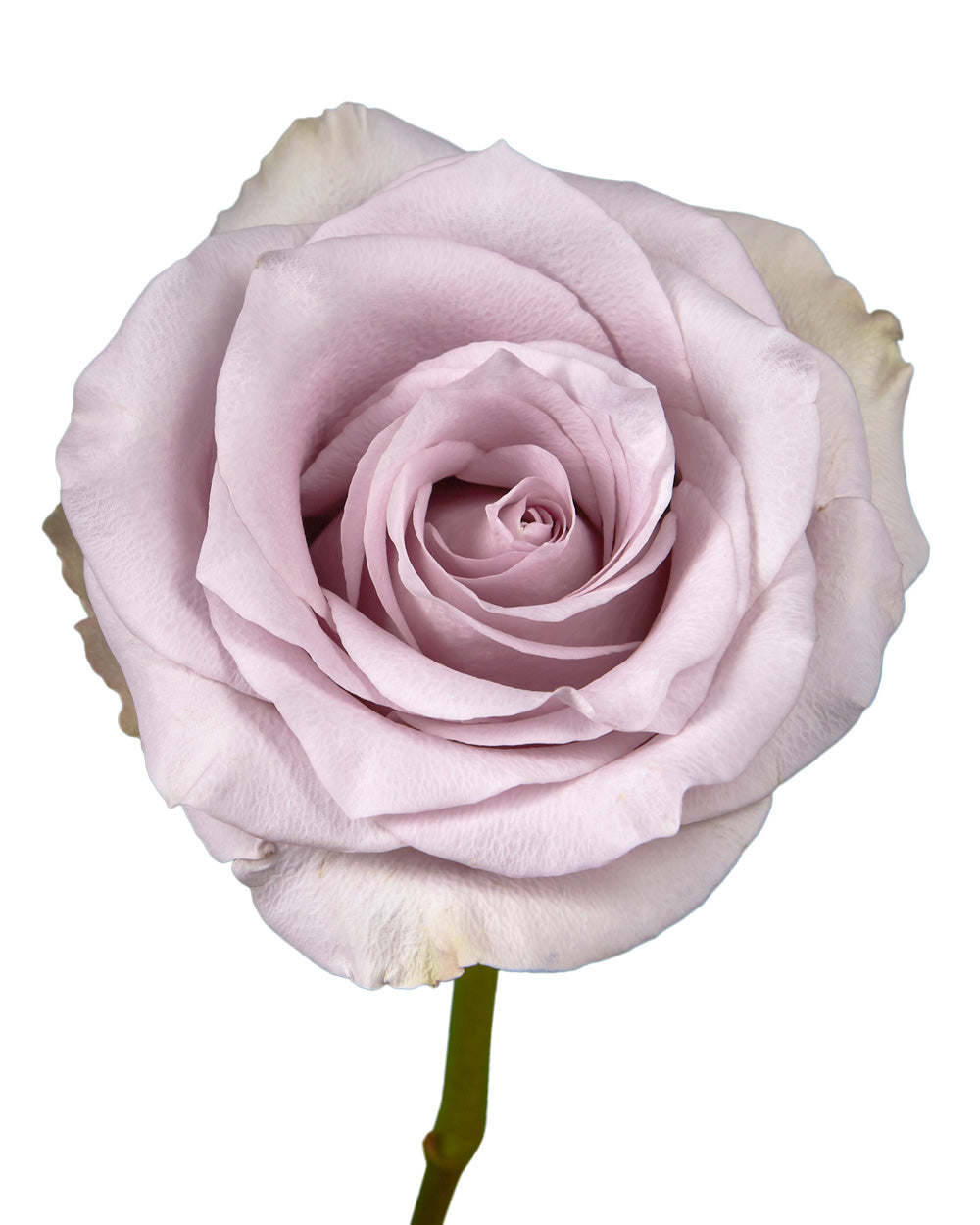 Wholesale Silvery Light Rose | Petaljet