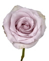 Silvery Light Rose