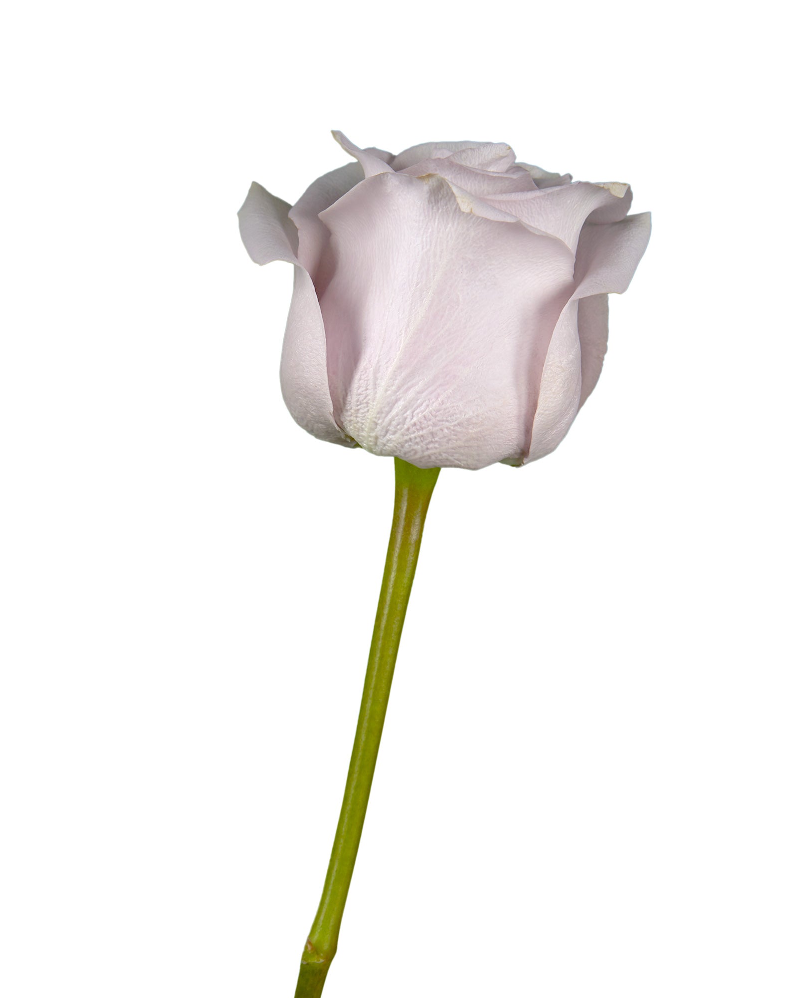 Wholesale Silvery Light Rose | Petaljet