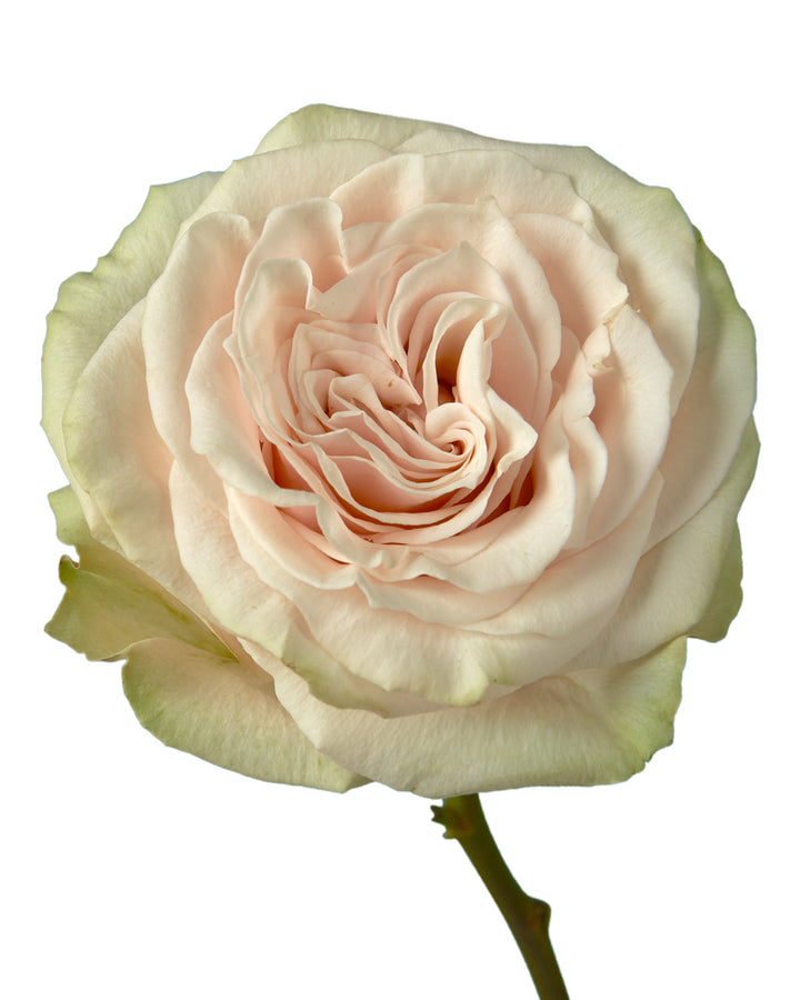 Spectra Rose