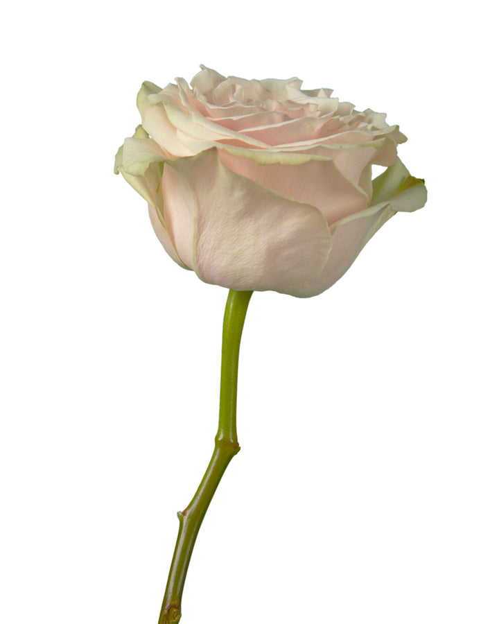 Spectra Rose