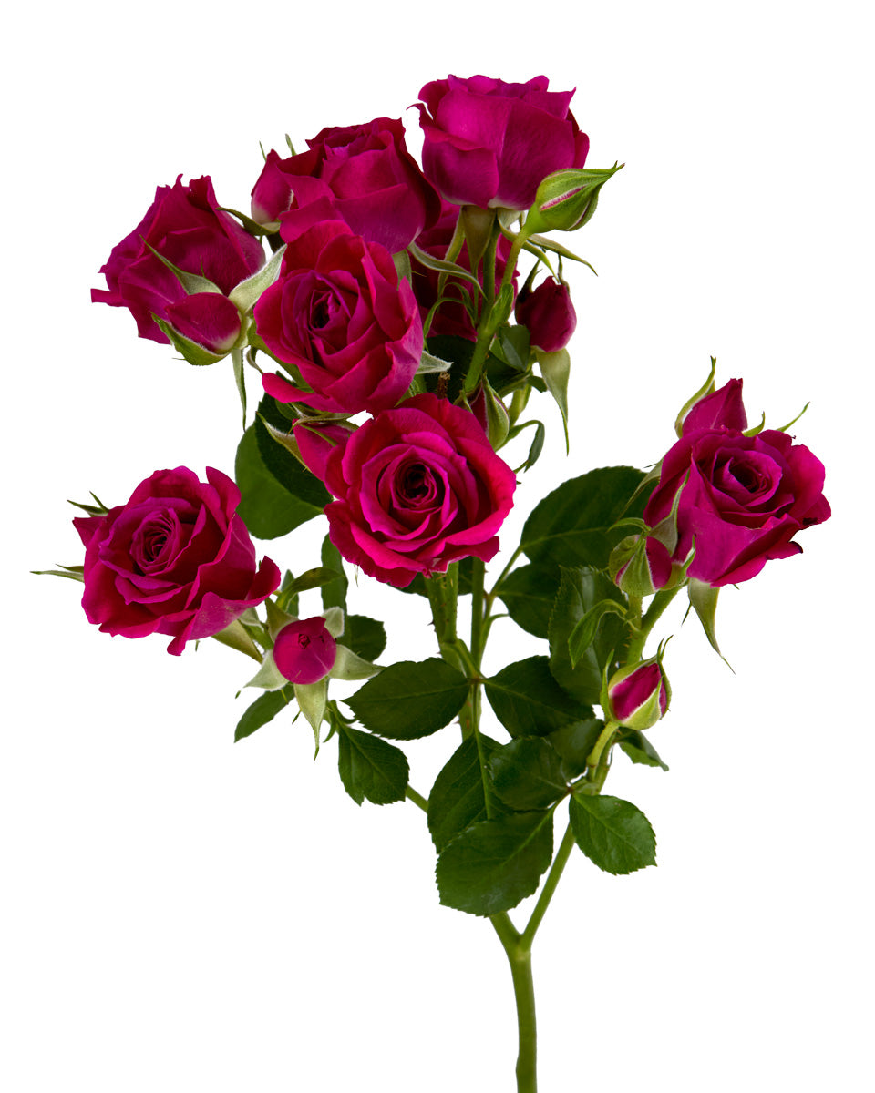 Alicia Spray Rose