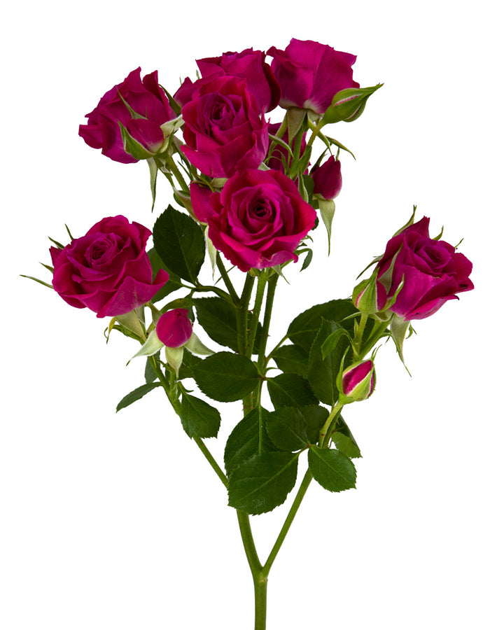 Alicia Spray Rose