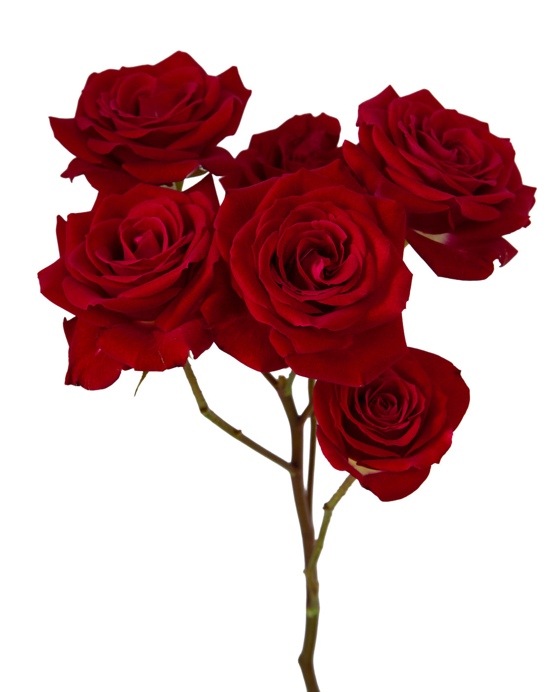Aries Spray Rose