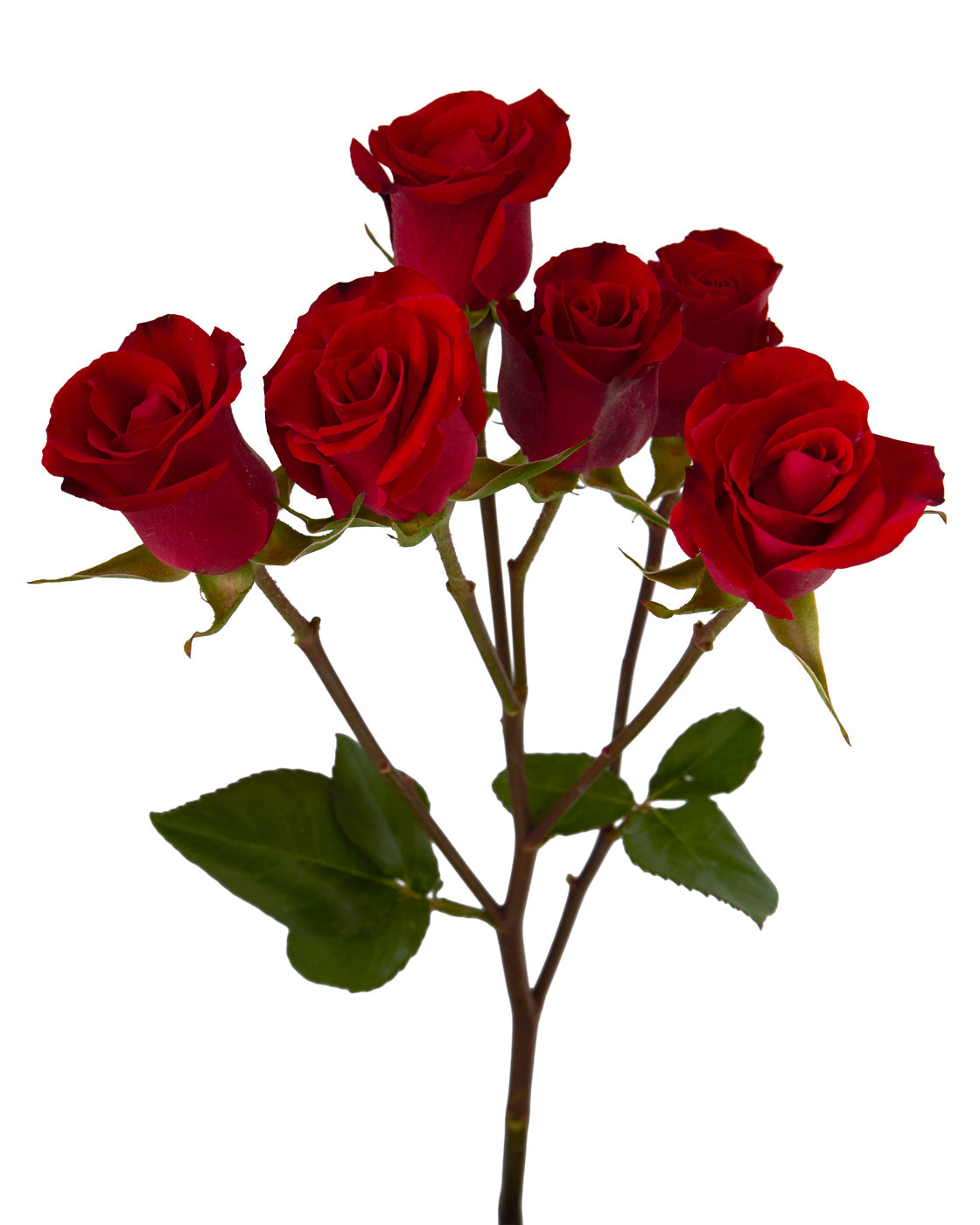 Attraction Bubbles Spray Rose