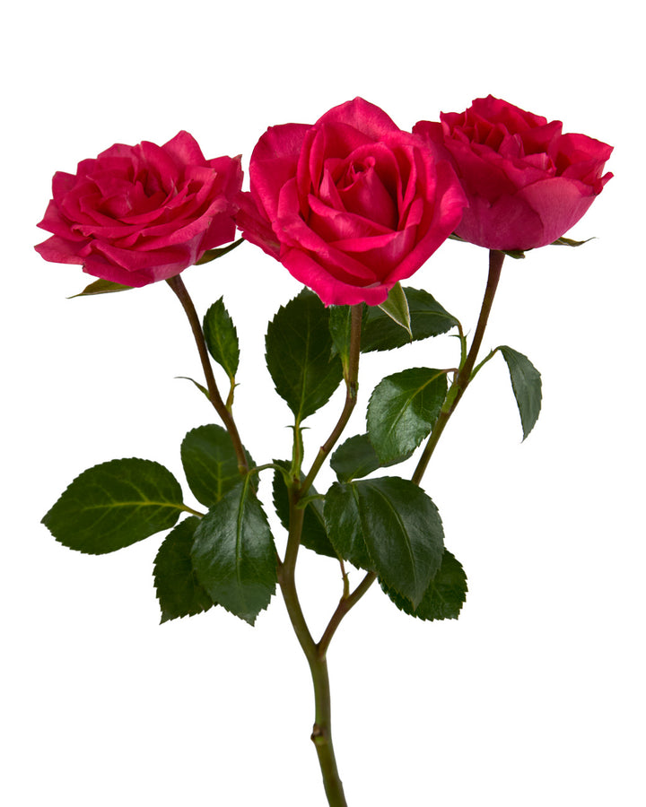 Bellalinda Cerise Garden Spray Rose