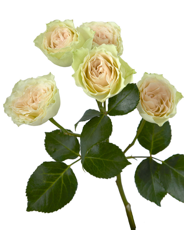 Bellalinda Cream Garden Spray Rose