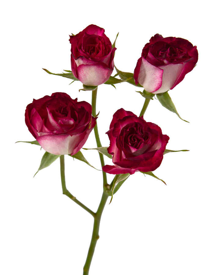 Belle Perle Spray Rose