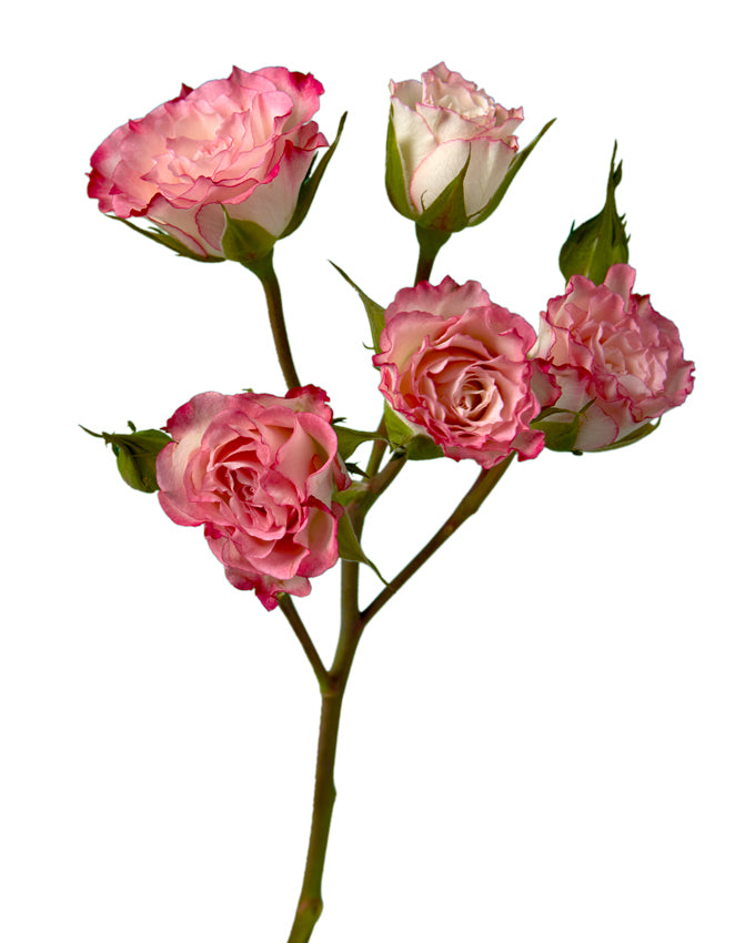 Blushing Majolika Spray Rose