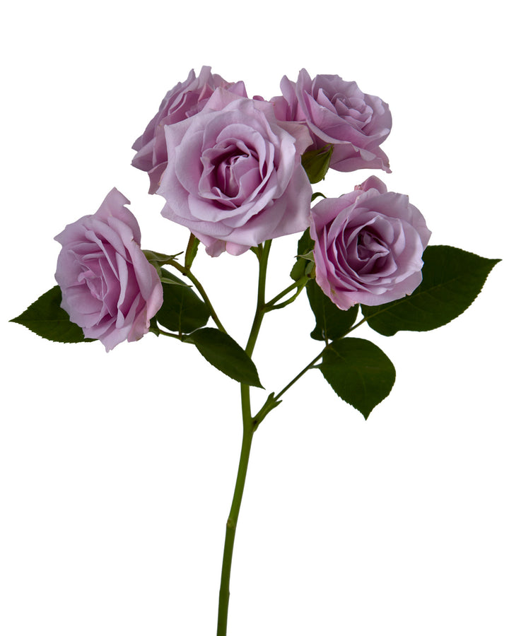 Brilliant Stars Sagitta Spray Rose