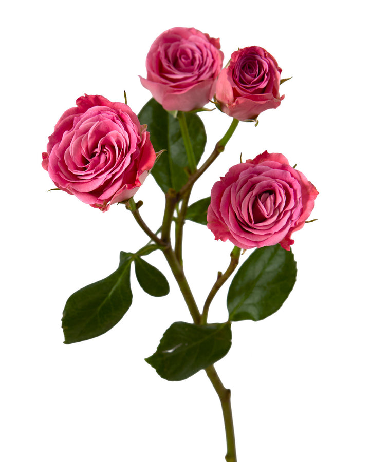 Brilliant Stars Scorpio Spray Rose