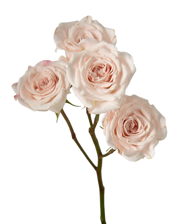 Brilliant Star Volans Spray Rose