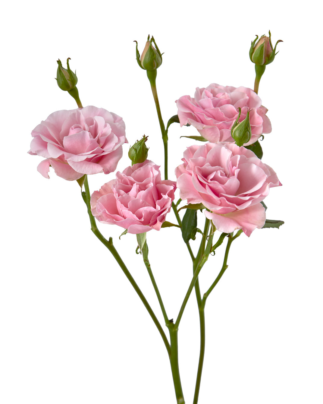 Candy Jewel Spray Rose Valentine Day