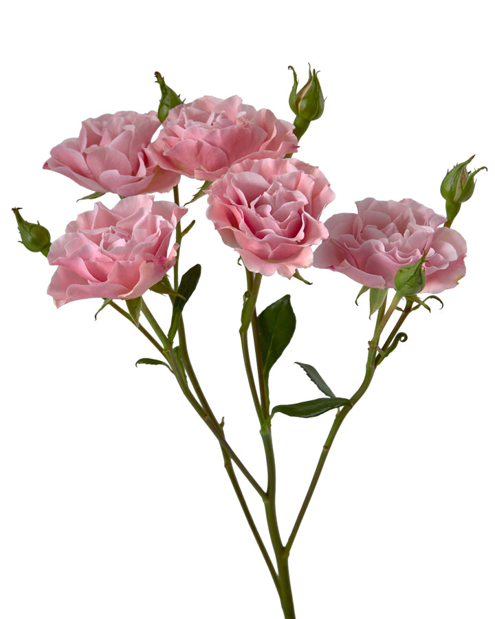 Candy Spray Rose Valentine Day