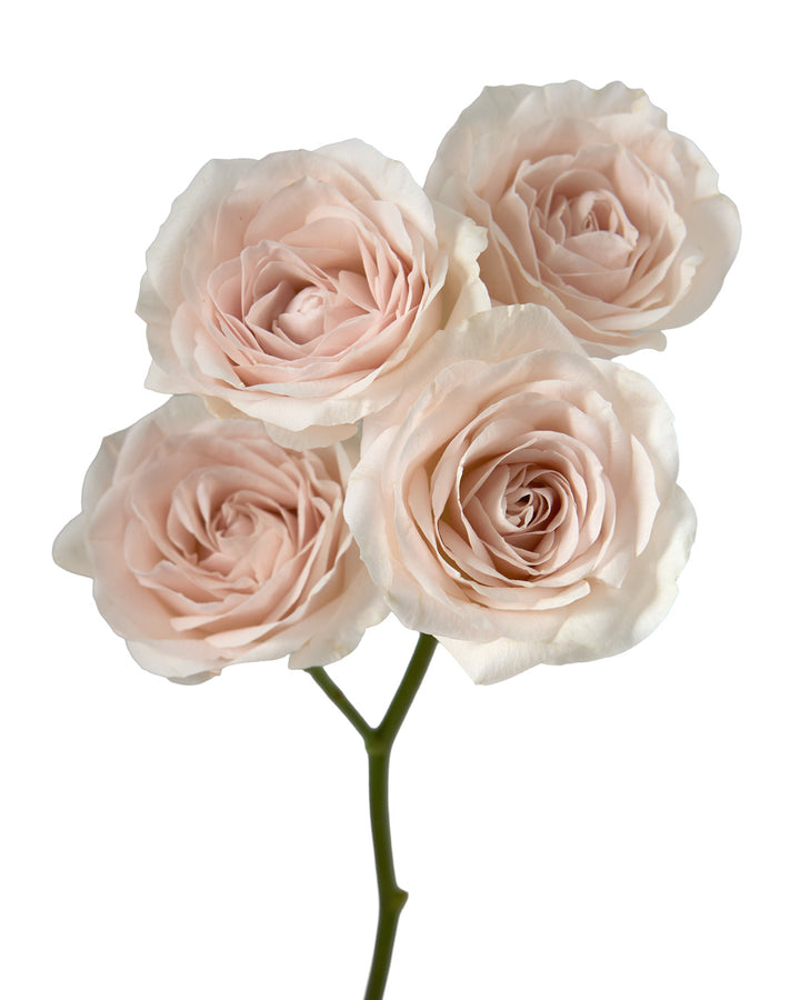 Celestial Spray Rose