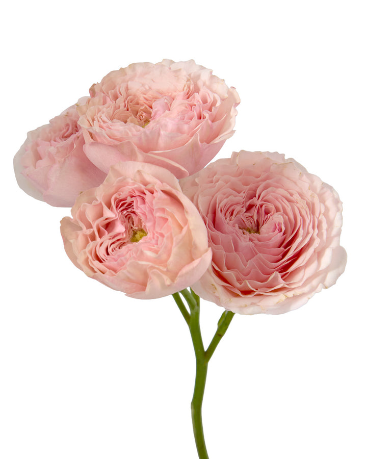 Celia Garden Spray Rose