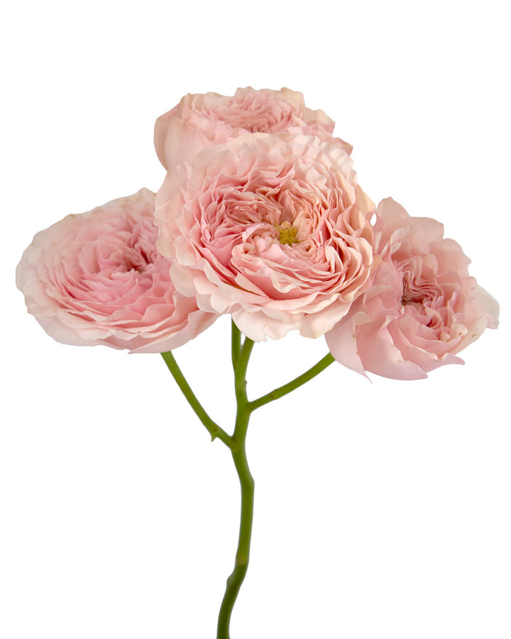 Celia Garden Spray Rose