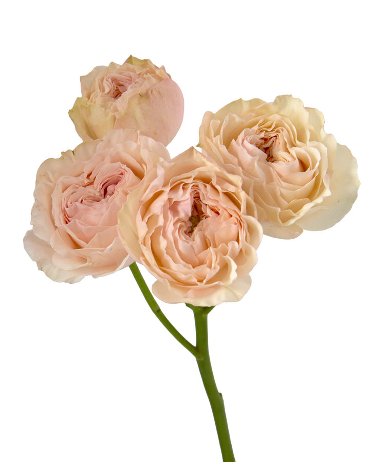 Celia Garden Spray Rose