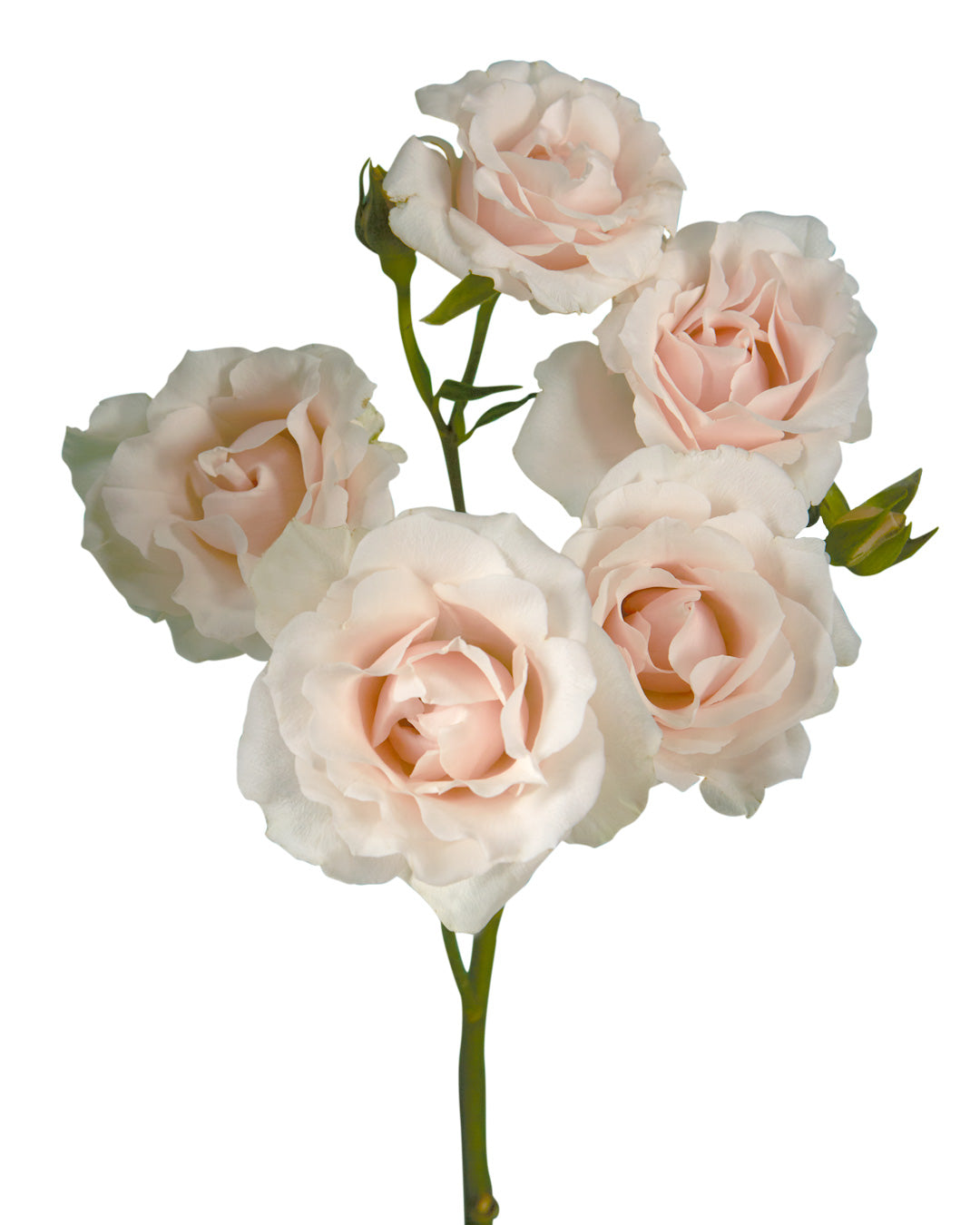 Champagne Majolika Spray Rose