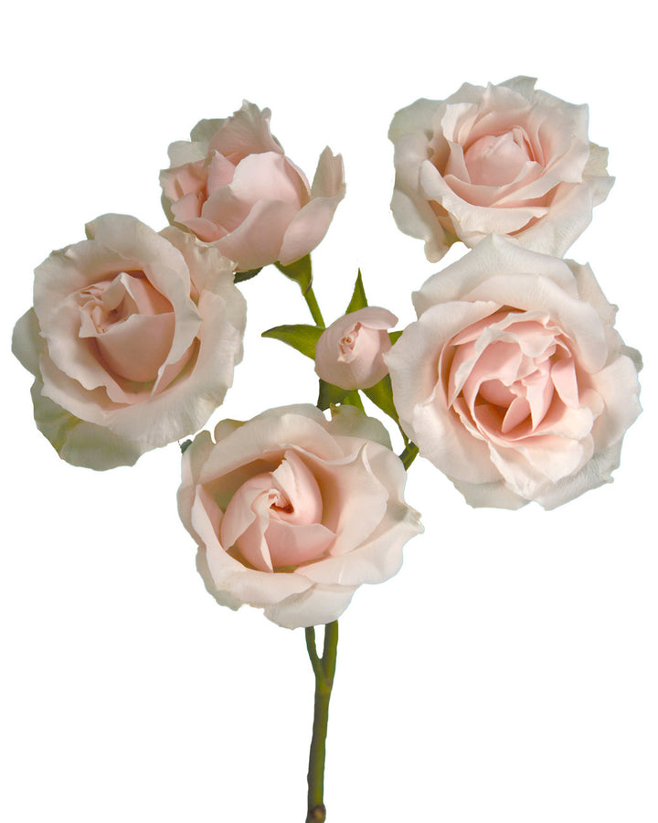 Champagne Majolika Spray Rose