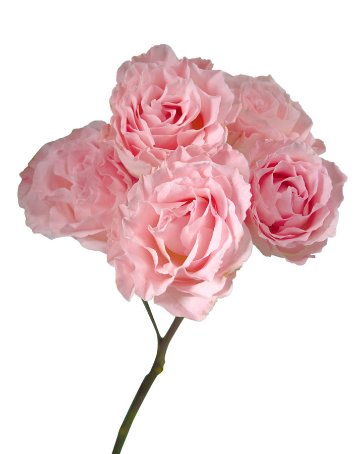 Constellation Spray Rose