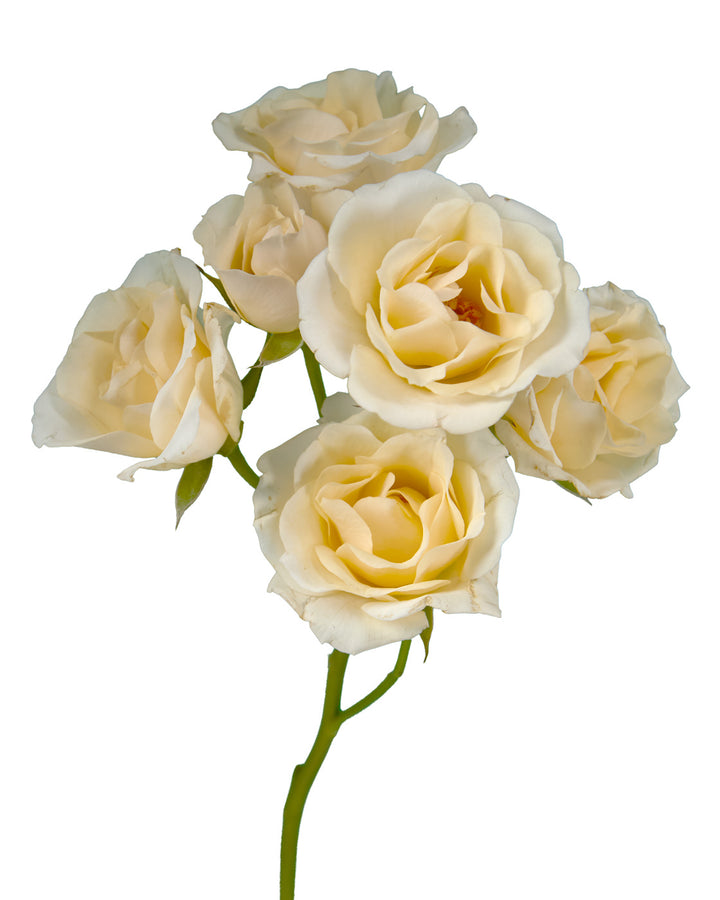 Cream Majolika Spray Rose