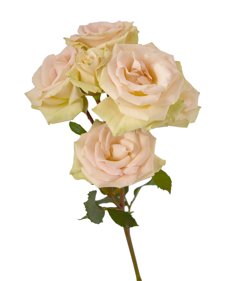 Creta Spray Rose