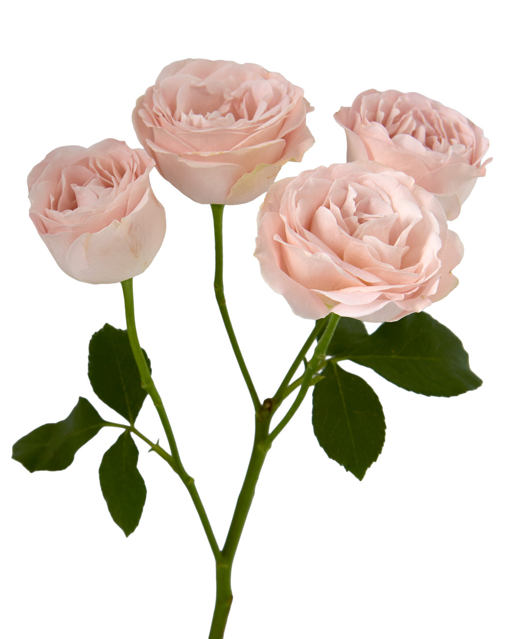 Rose Mela スプリングガーデン フロシー Wholesale Daphne Garden Spray Rose | PetalJet
