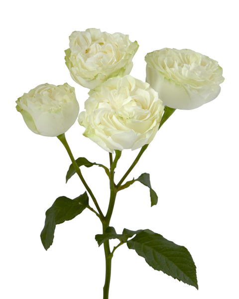 Wholesale Dreamer Garden Spray Rose | PetalJet