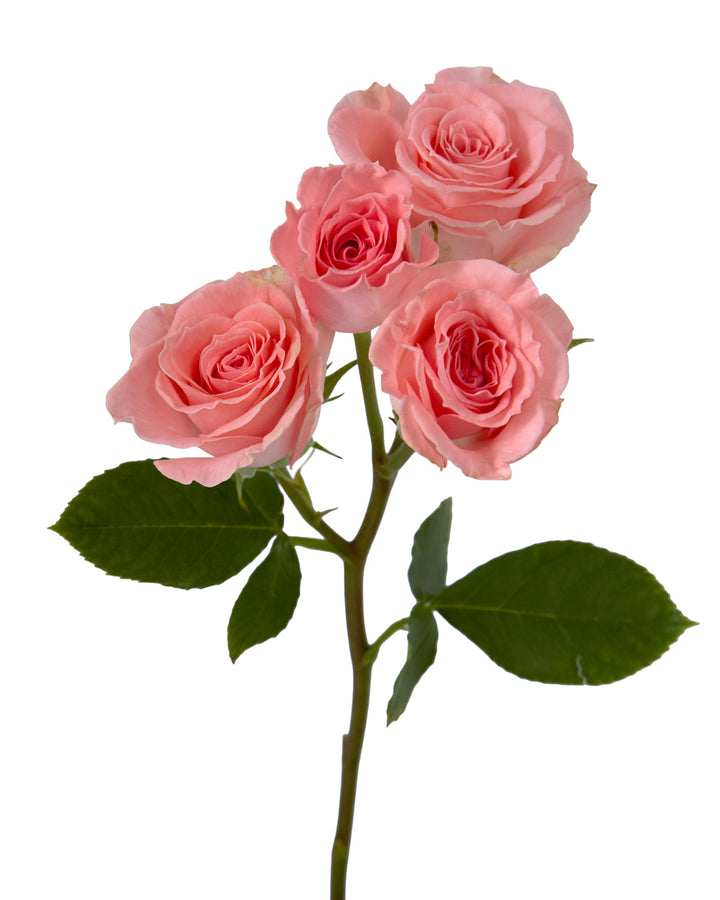 Elegant Rosever Spray Rose