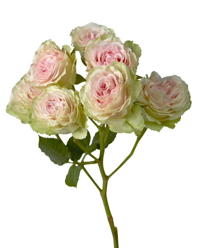 Fibonacci Yantra Spray Rose