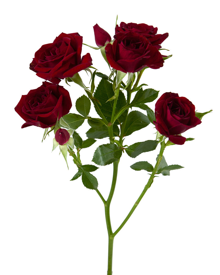 Fire King Spray Rose