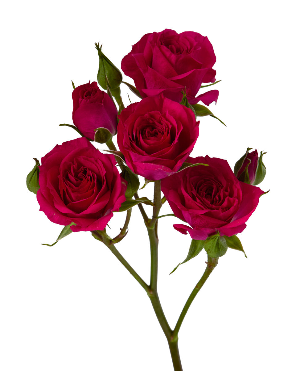 Fire Up Spray Rose