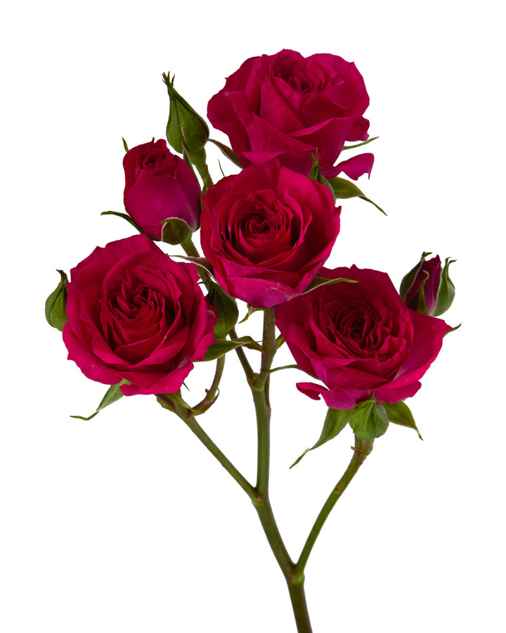 Fire Up Spray Rose