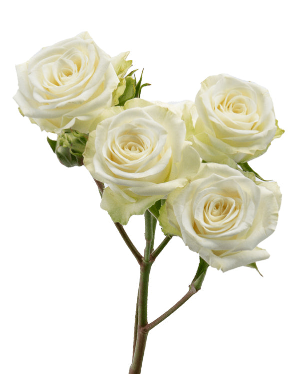 Floreana Spray Rose