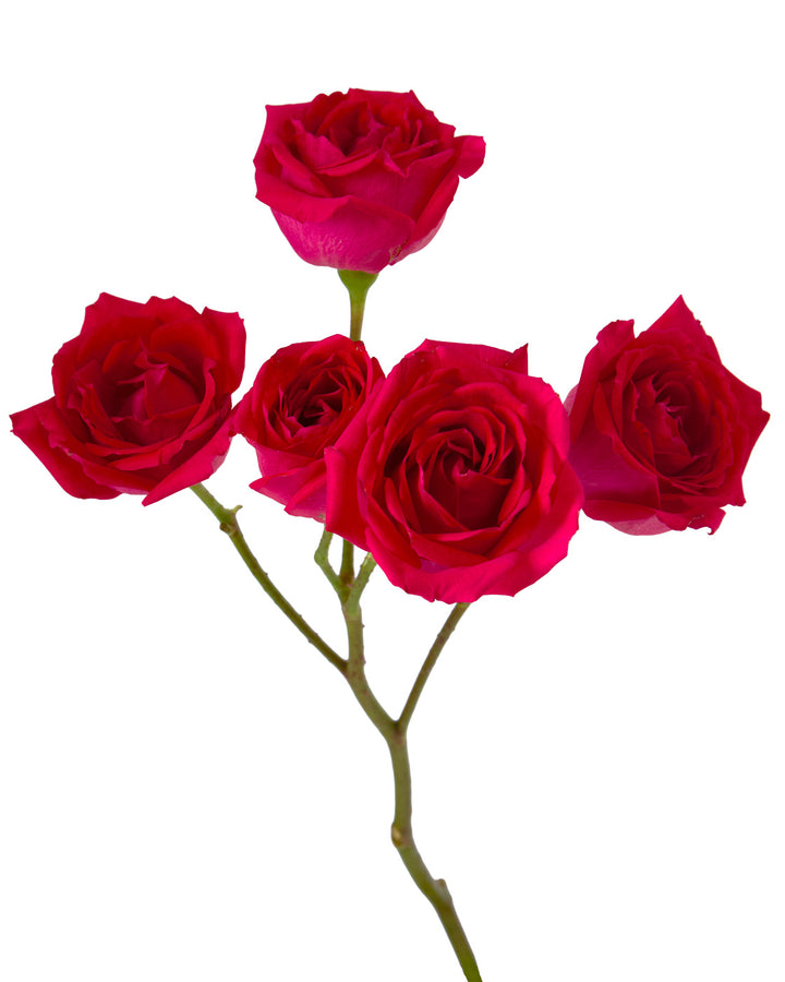 Fruity Bubbles Spray Rose