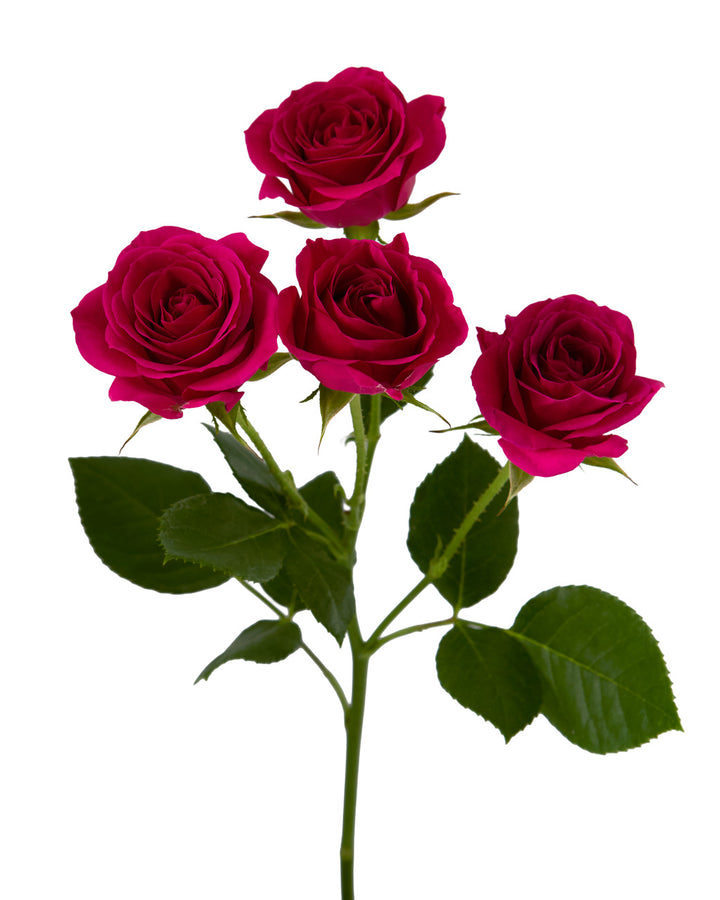Gemstar Spray Rose