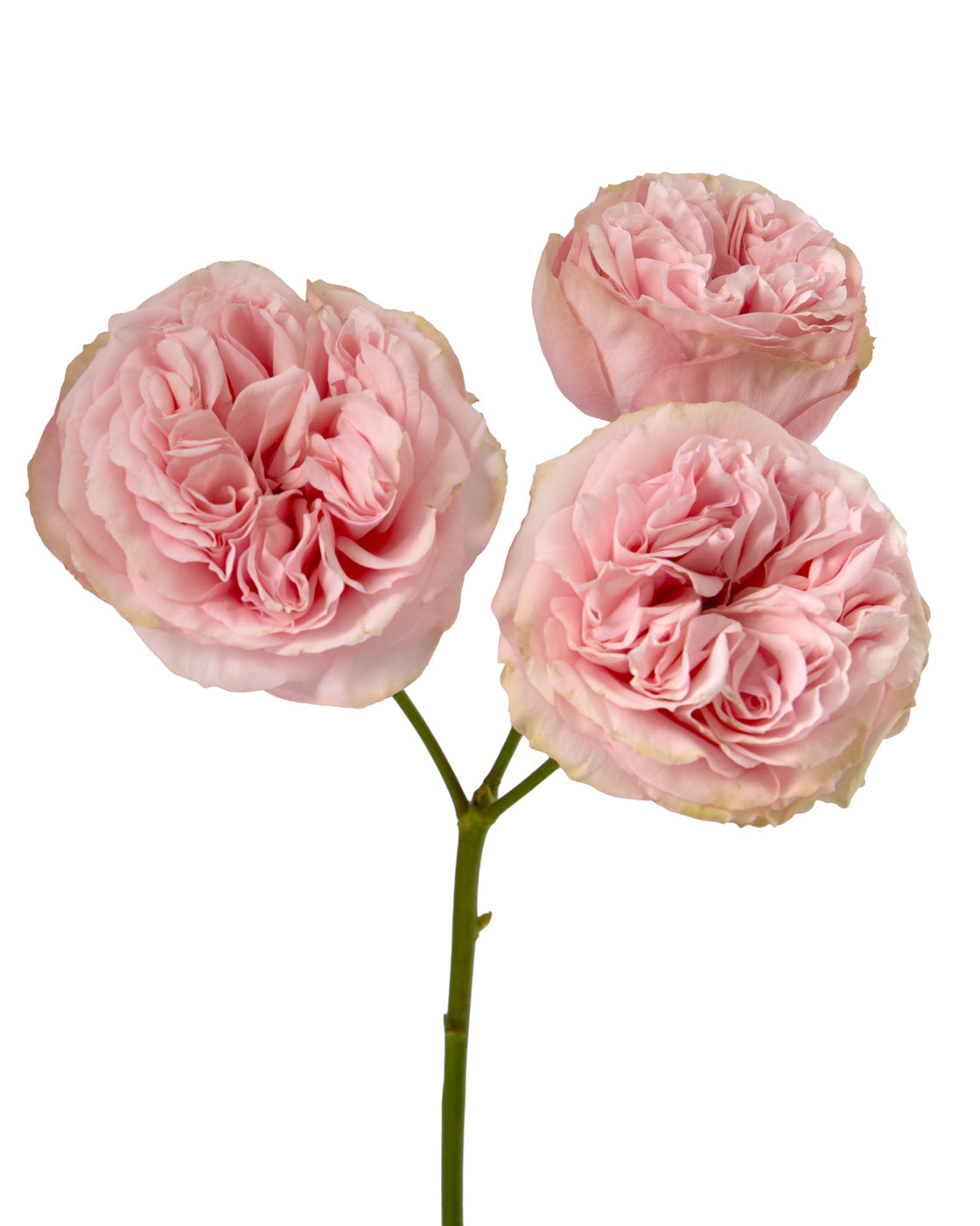 Gentle Trendsetter Garden Spray Rose