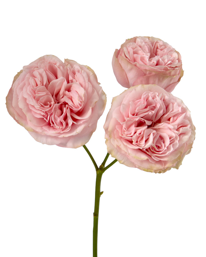 Gentle Trendsetter Garden Spray Rose